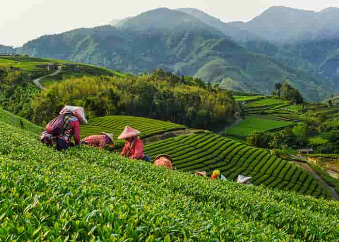 people picking tea leaves