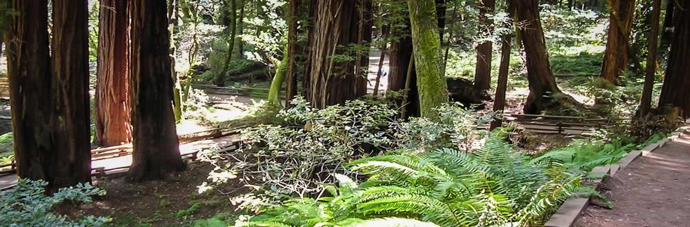 trail through forest